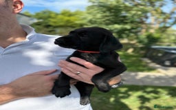 Labrador Retriever dogs for sale: KC Registered Black Labrador Pups 🐾 - Image 33