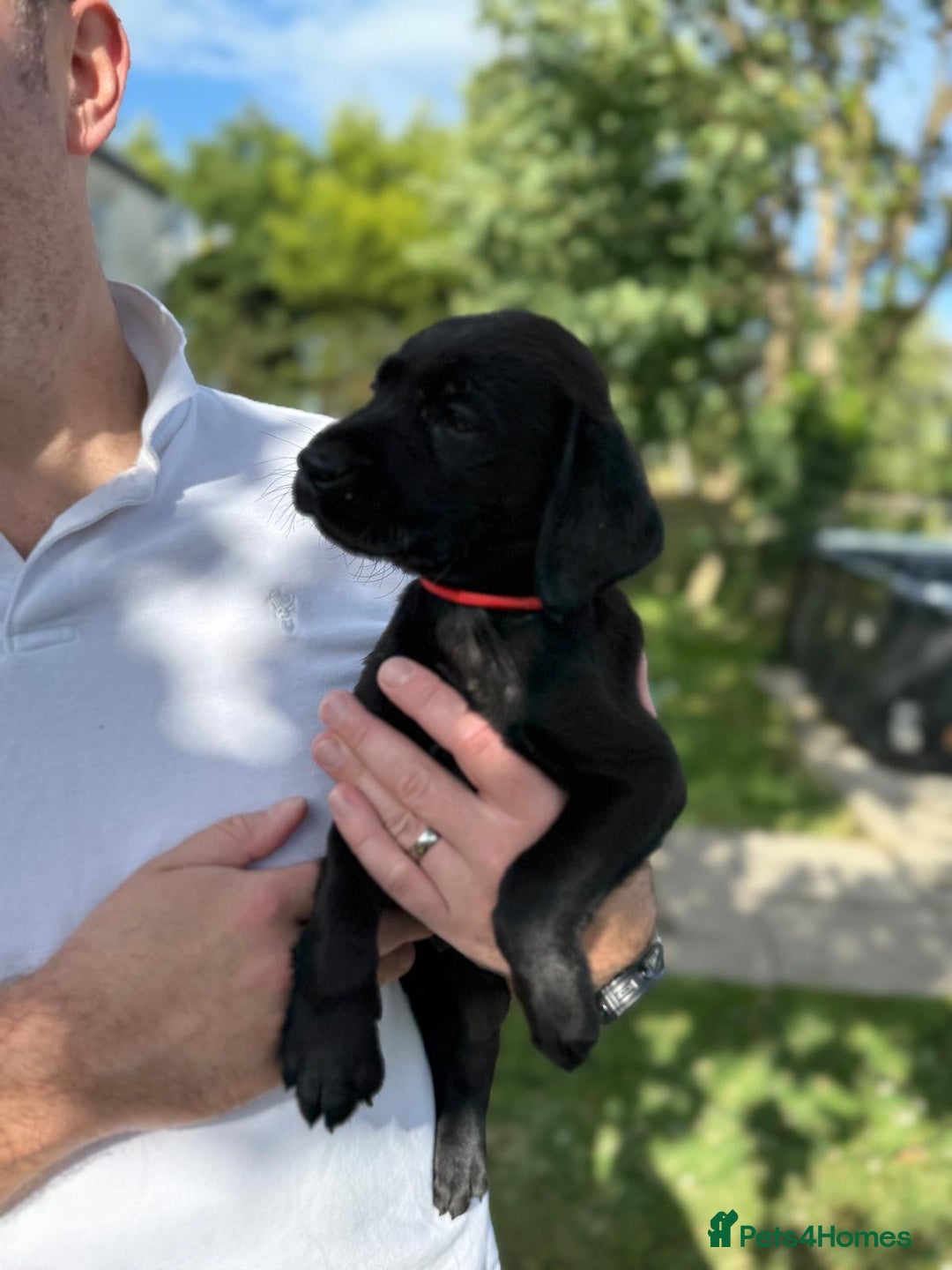 Labrador Retriever dogs for sale: KC Registered Black Labrador Pups 🐾 - Image 33