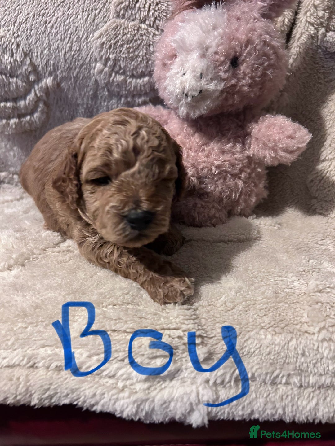 Cockapoo dogs for sale: Toy cockapoo puppies 3 boys 2 girls fox red  - Image 2