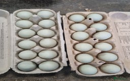 Ducks poultry for sale: Call duck hatching eggs - Image 1
