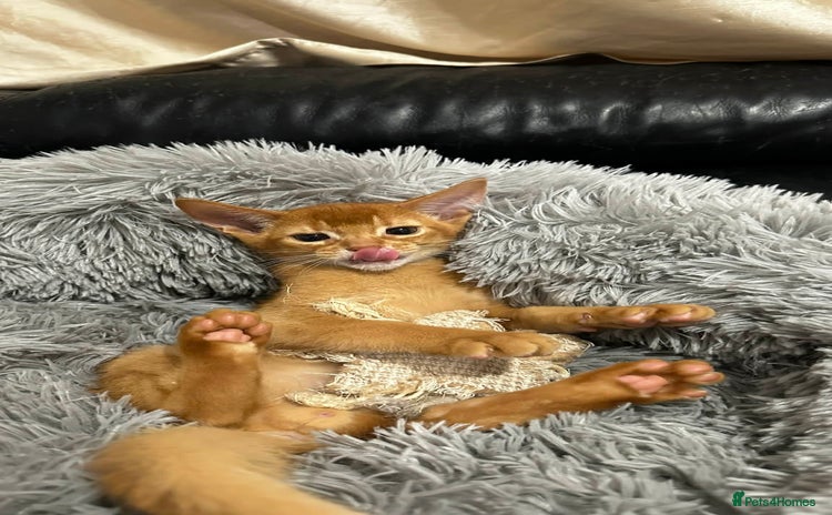 Abyssinian cats Abyssinian kittens  - Advert 14