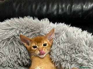 Abyssinian cats Abyssinian kittens - Advert 7