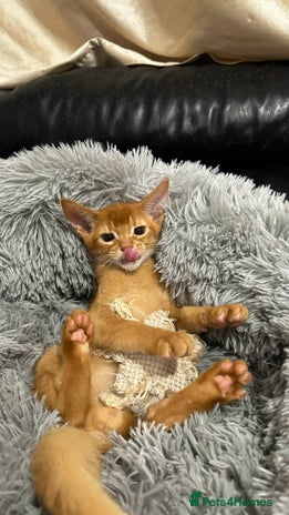 Abyssinian cats Abyssinian kittens - Advert 4