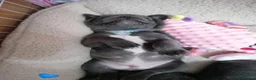 French Bulldog dogs for sale: French Bulldog puppies  - Advert 7