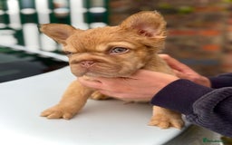 French Bulldog dogs for sale: Visual Fluffy 🧶 New Shade Frenchies 💎  - Image 7