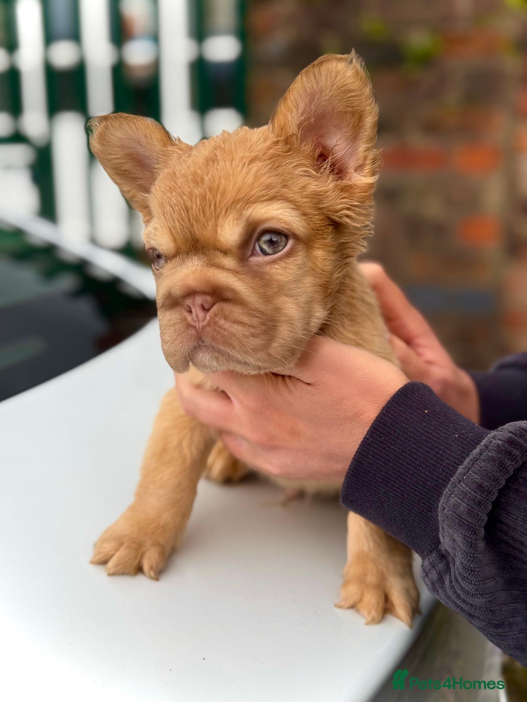 French Bulldog dogs for sale: Visual Fluffy 🧶 New Shade Frenchies 💎  - Image 7