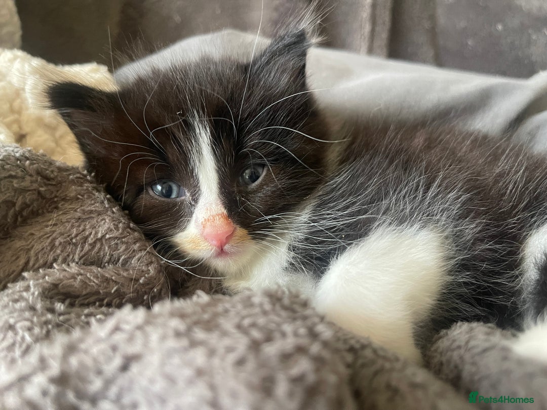 British Shorthair cats for sale: Kittens for sale  - Image 3