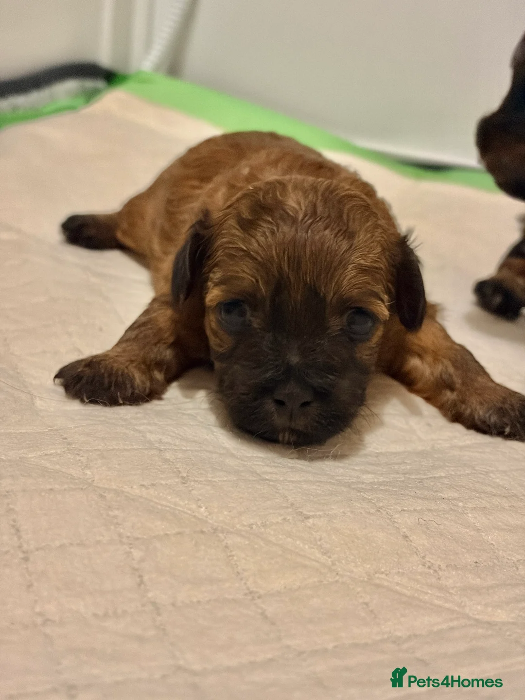 Mixed Breed dogs for sale: Toy Poodle Mix Puppies – Home Raised - Advert 7