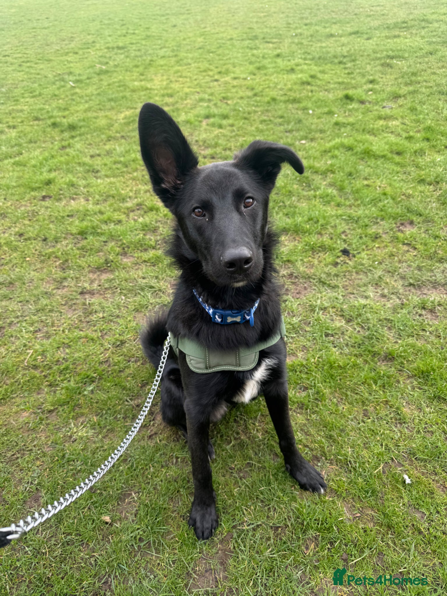 Mixed Breed dogs 8 Month Old German Shepherd Mix - Advert 10