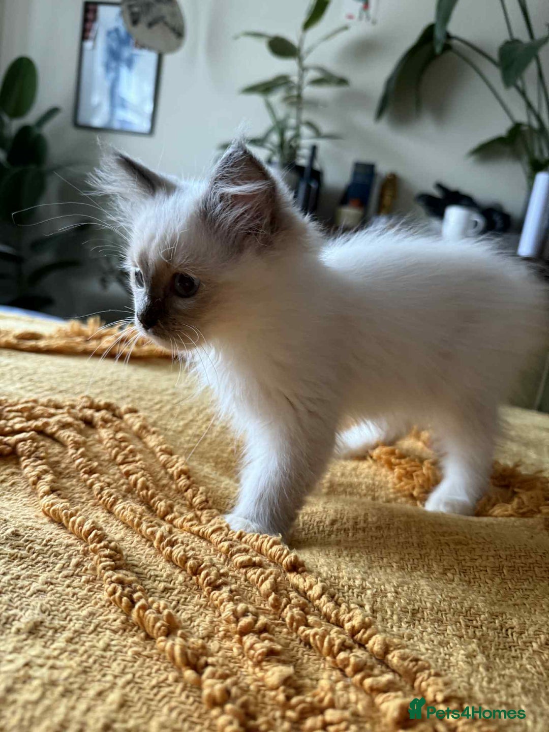Ragdoll cats for sale:  Charming and fluffy Female Ragdoll Kittens - Image 8