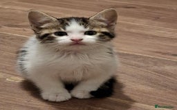 Mixed Breed cats for sale: 2 female kittens ready 17/11 - Image 2