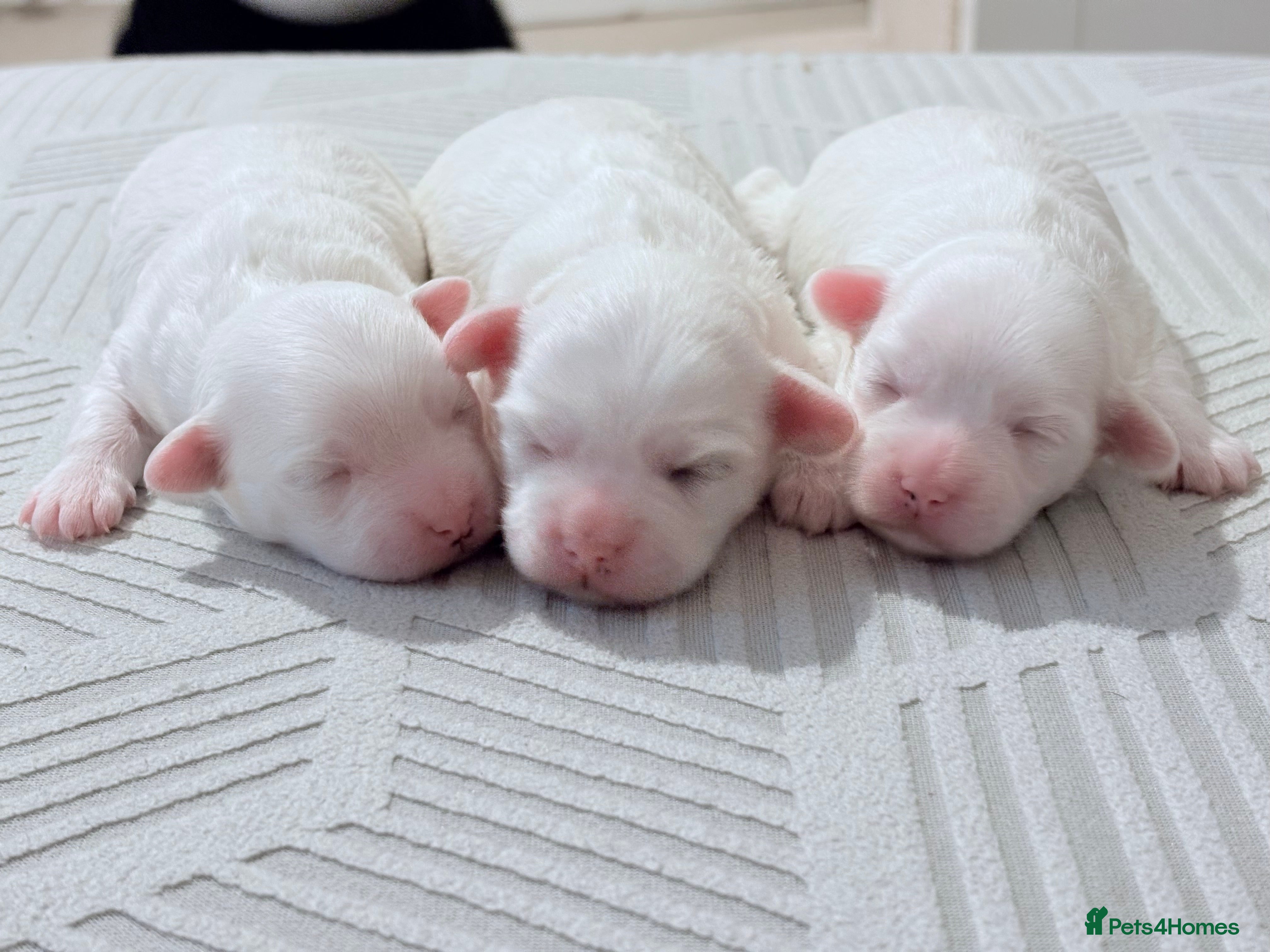 Bichon Frise dogs bichon - Advert 2