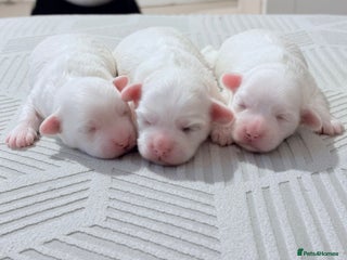 Bichon Frise dogs bichon - Advert 15