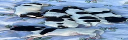 English Springer Spaniel dogs for sale: 9 beautiful springer puppies seeking forever home - Advert 10