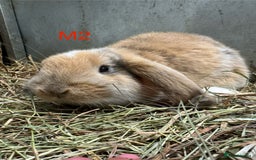 French Lop rabbits for sale: French Lops Ready Now - Image 9