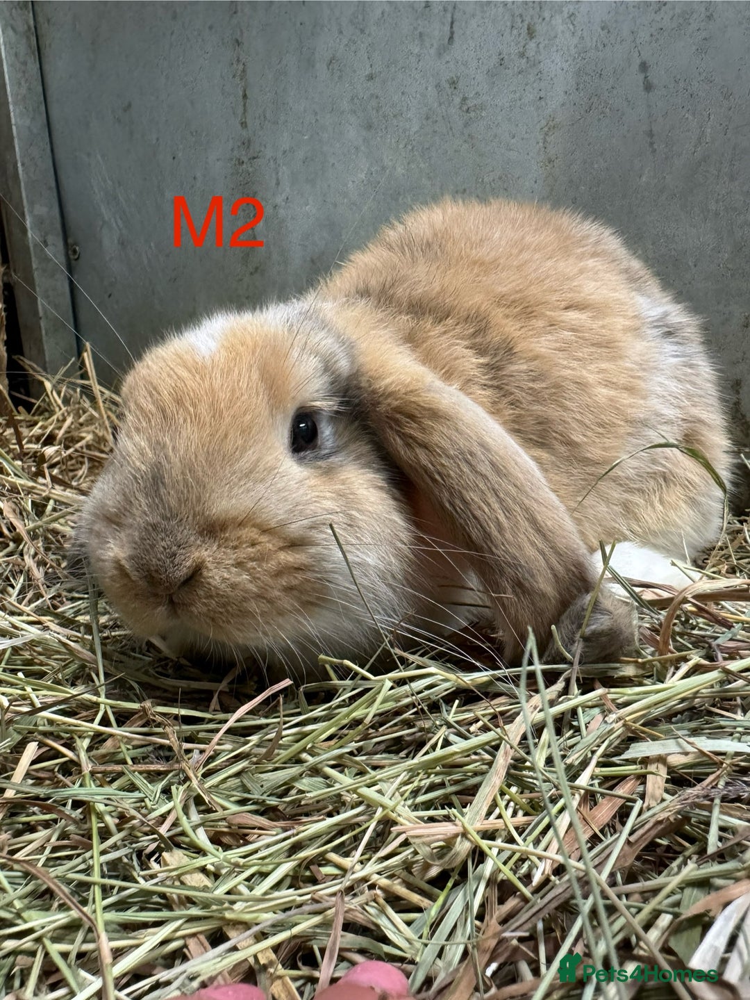 French Lop rabbits for sale: French Lops Ready Now - Image 9
