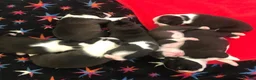 Boston Terrier dogs for sale: Exceptional puppies. Extensively tested parents.   - Advert 14
