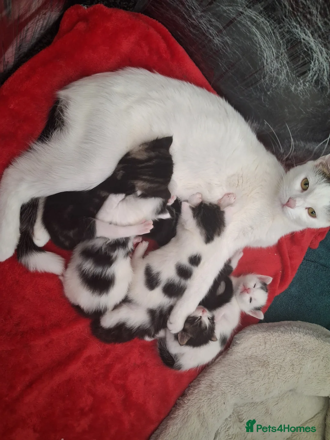 Mixed Breed cats for sale: Beautiful friendly kittens looking for loving home - Advert 2