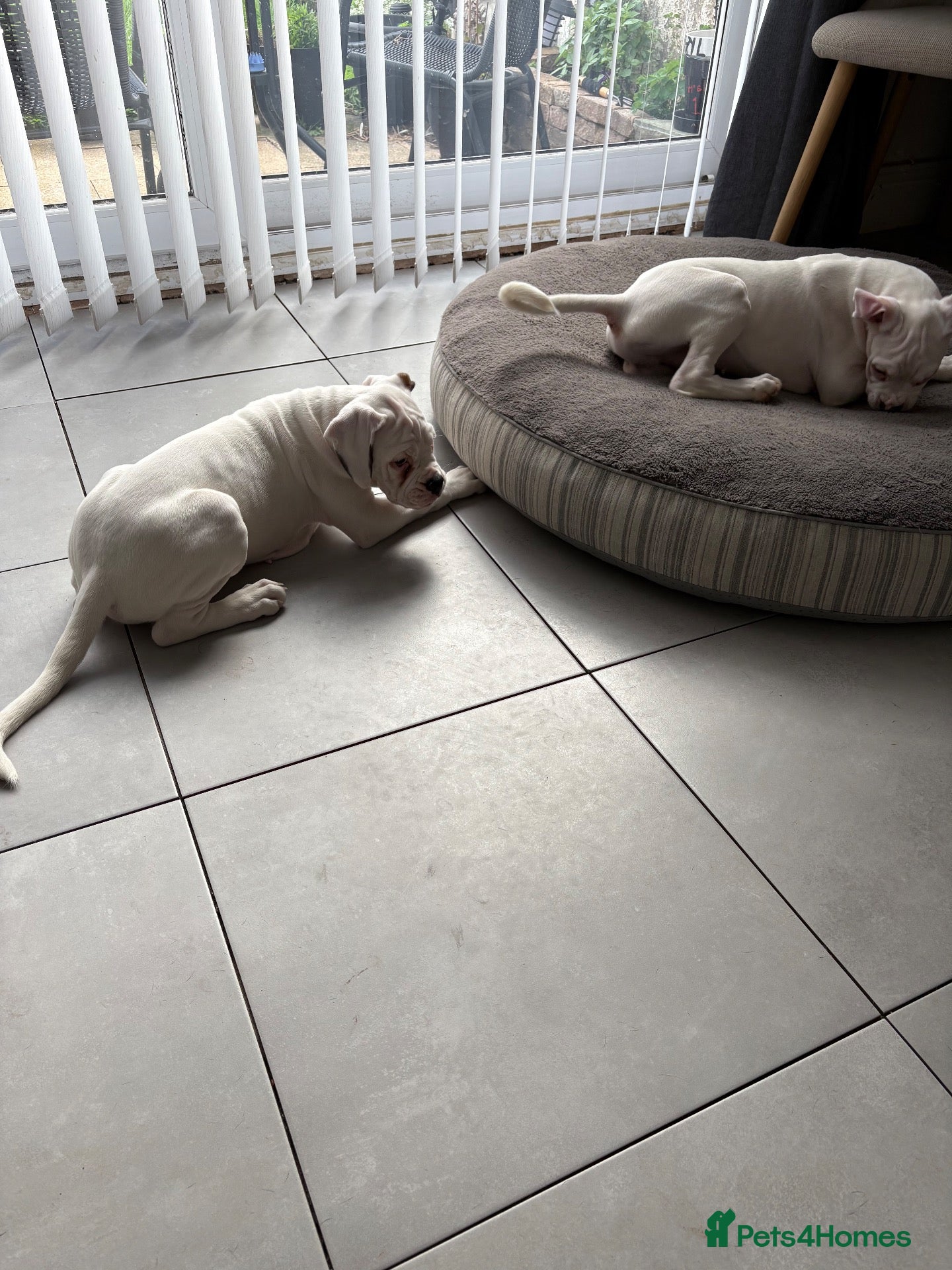 Boxer dogs 2 white boxer puppies for sale  - Advert 3