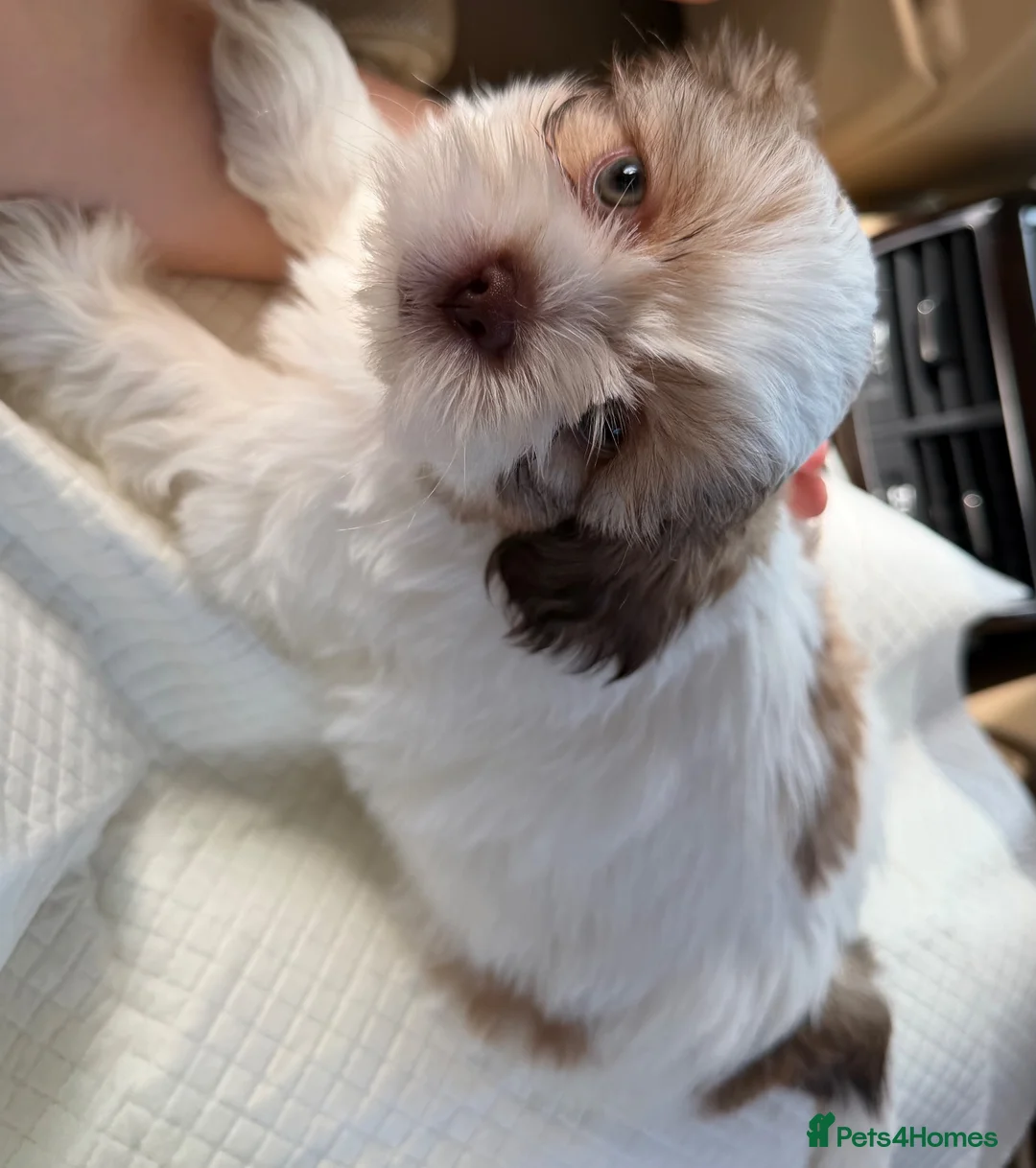 Shih Tzu dogs for sale: The sweetest shih tzu puppy in Waltham Cross - Advert 1