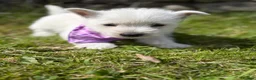 West Highland Terrier dogs for sale: Gorgeous Westie female puppies - Advert 12