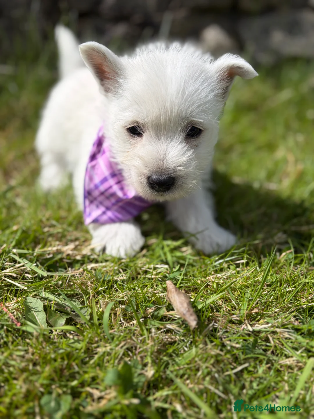 West Highland Terrier dogs for sale: Gorgeous Westie female puppies - Advert 12
