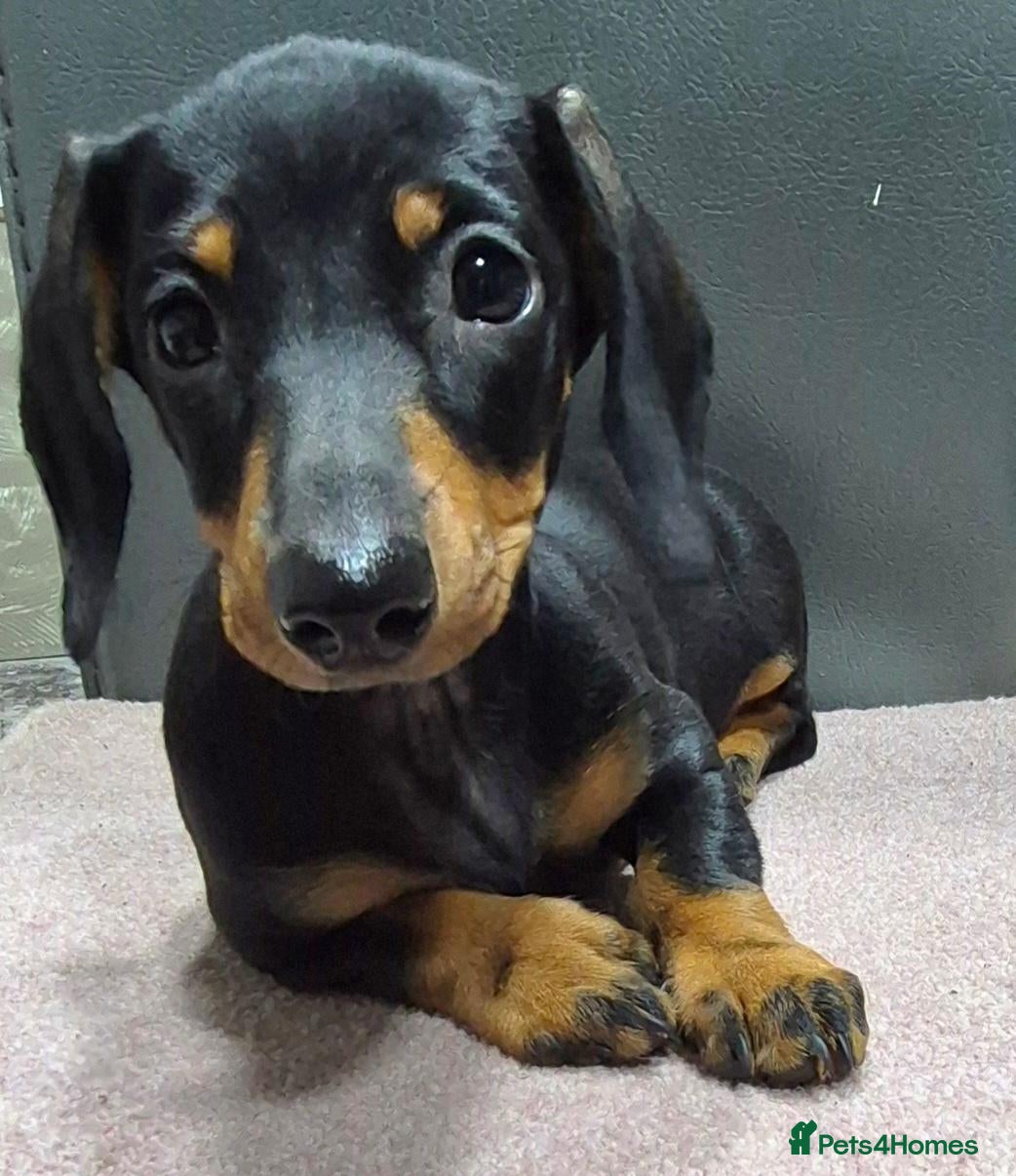 Miniature Dachshund dogs for sale: ❤️🐶Miniature dachshund pupppy ❤️🐶 - Advert 4