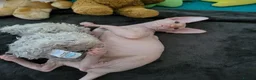 Sphynx cats for sale: Last Canadian Sphynx looking for his forever home - Advert 6