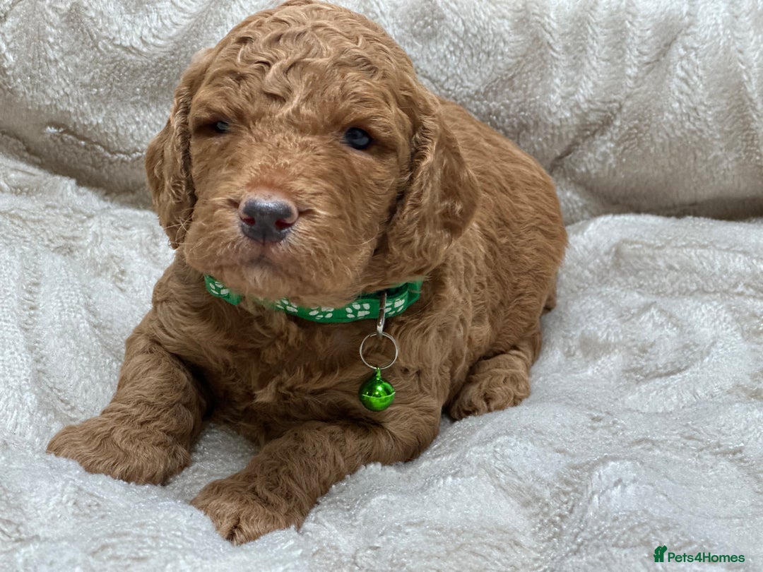 Cockapoo dogs for sale: Red Mini Cockapoo Puppies-Ready - 14 of January  - Advert 27
