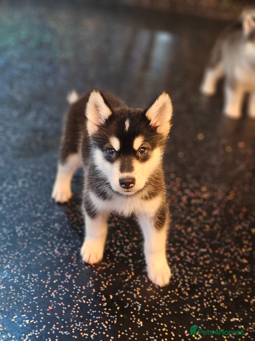 Alaskan Malamute dogs for sale: Full pedigree Alaskan Malamute Puppies - Image 5