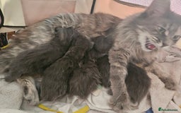 Maine Coon cats for sale: Mainecoon Kittens. Parents are GCCF registered - Image 4
