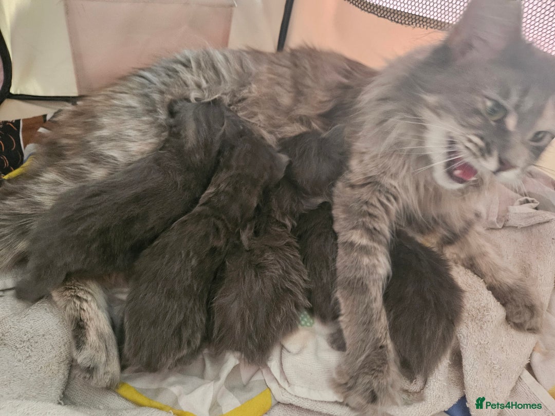 Maine Coon cats for sale: Mainecoon Kittens. Parents are GCCF registered - Image 4