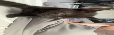British Shorthair 2 female 