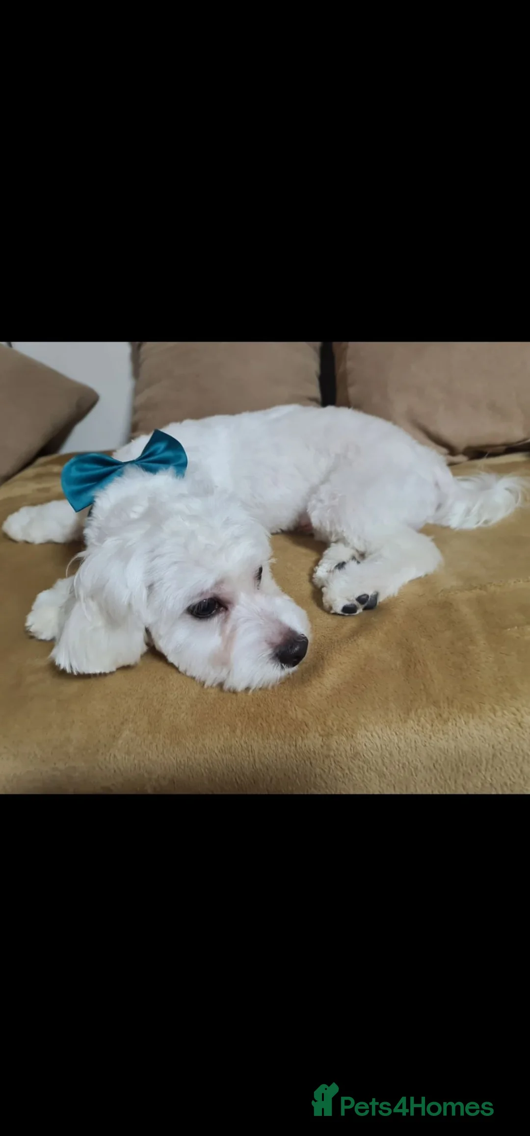 Maltese dogs for sale: Looking for a loving home  - Advert 1