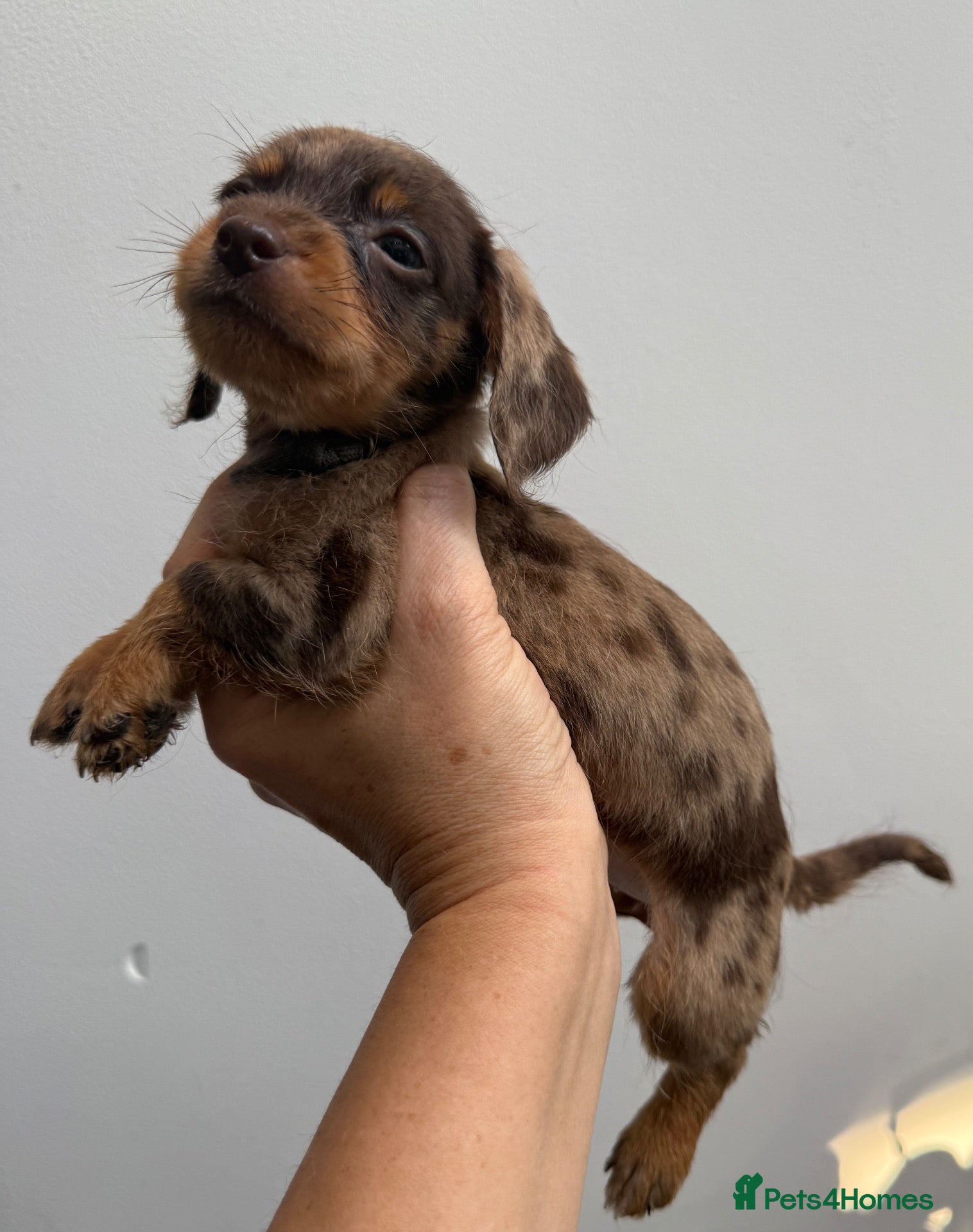 Doxiepoo dogs for sale: Very tiny DOXIEPOO puppies  - Advert 1