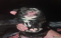 Staffordshire Bull Terrier dogs for sale: Staffordshire Bull Terrior Pups - 9 in total. - Image 12