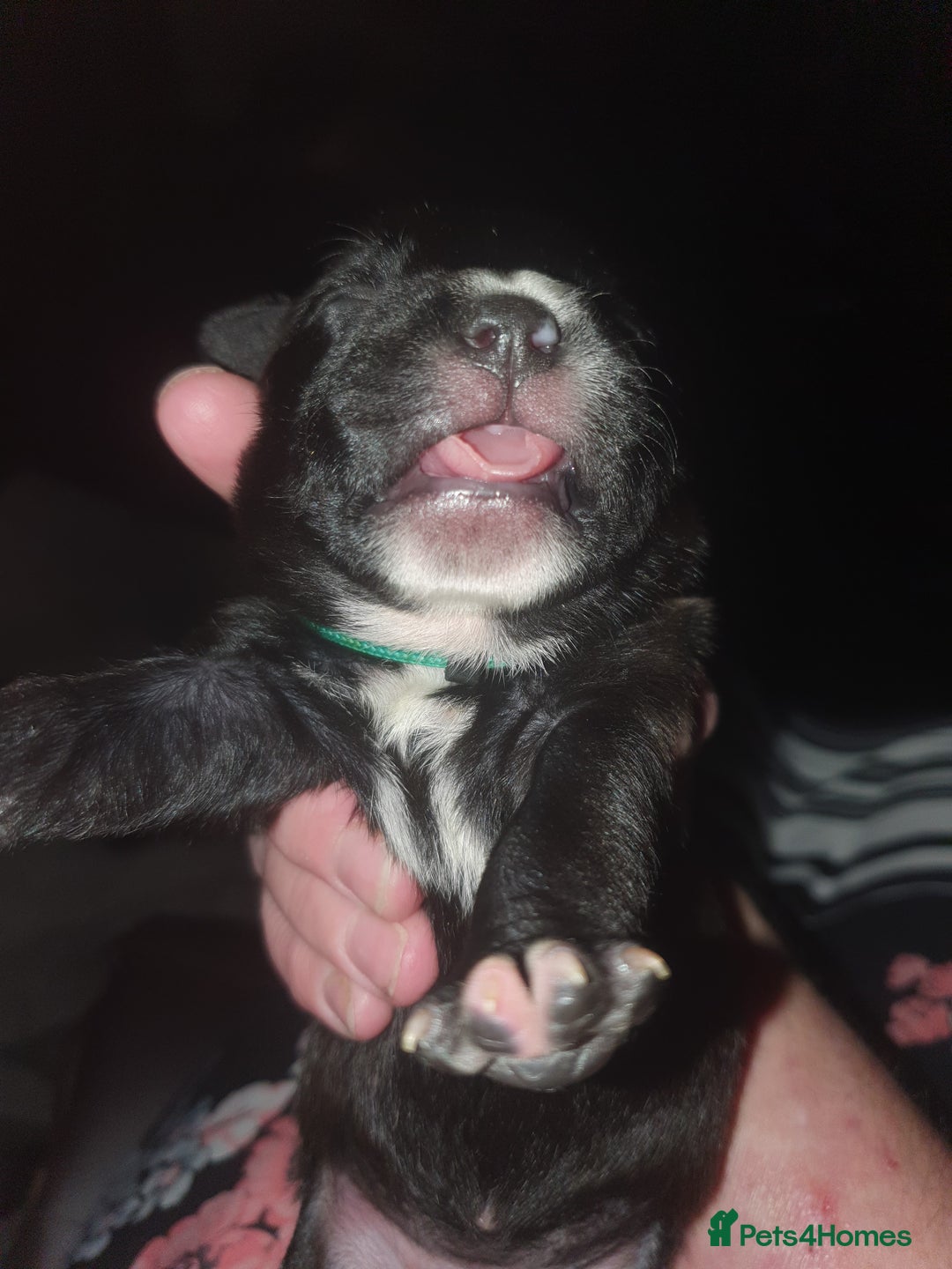Staffordshire Bull Terrier dogs for sale: Staffordshire Bull Terrior Pups - 9 in total. - Image 12
