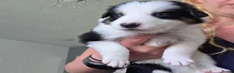 Border Collie dogs for sale: Border collie pups - Advert 21