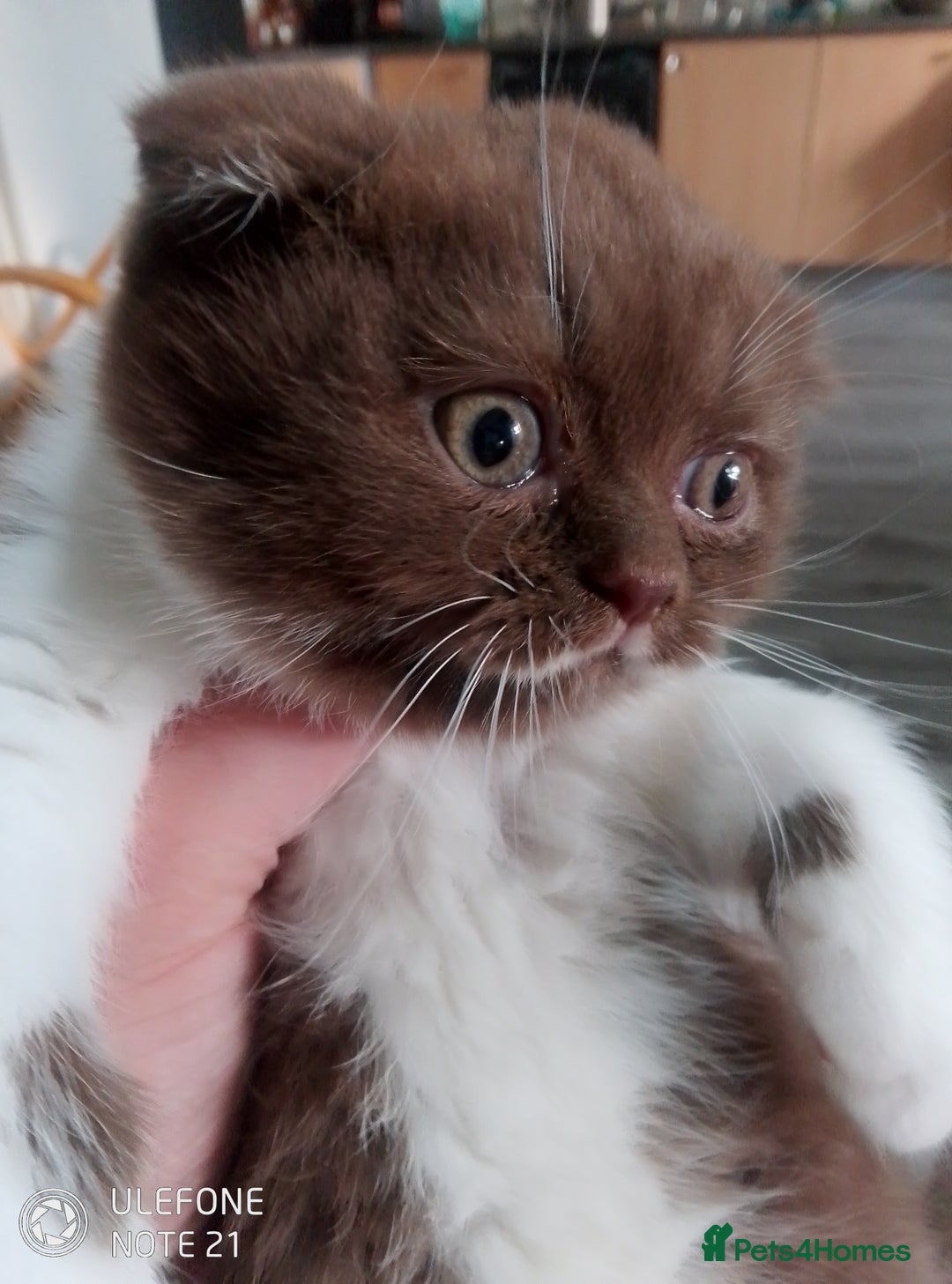 British Shorthair cats for sale: Last black boy  Teddy bear BSH - Image 11