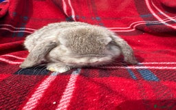 Mini Lop rabbits for sale: Mini lop mixed litter looking for forever homes  - Image 4