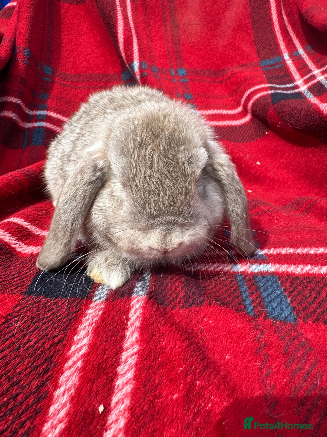 Mini Lop rabbits for sale: Mini lop mixed litter looking for forever homes  - Image 4