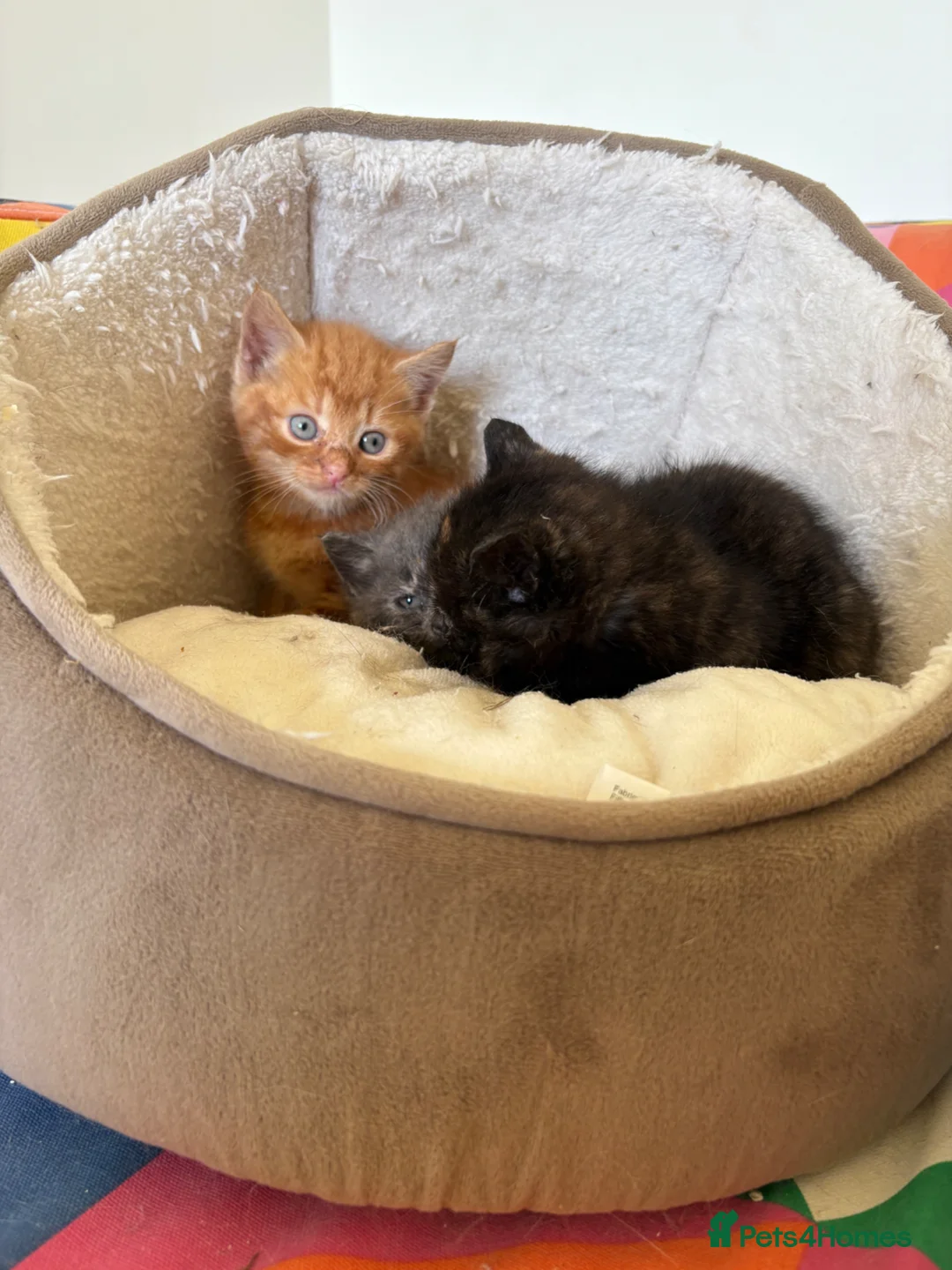 Mixed Breed cats for sale: Beautiful friendly kittens  - Advert 2