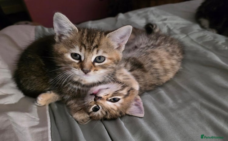 Domestic Shorthair cats - Advert 14
