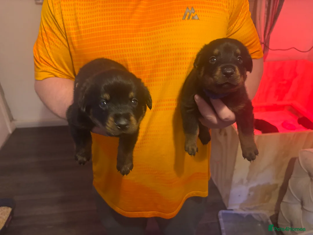 Rottweiler dogs for sale: Rottweiler pups - Advert 9