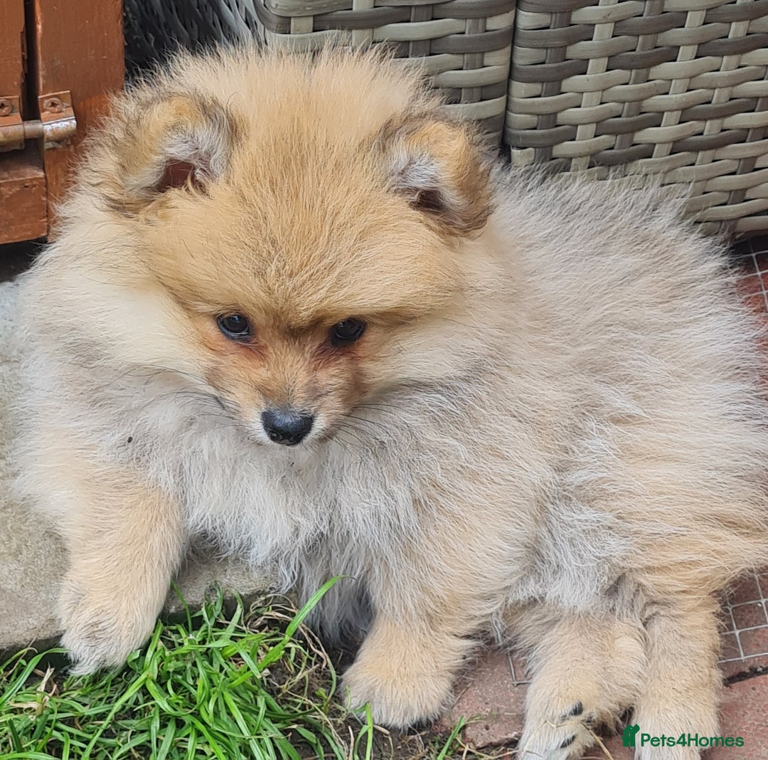 Mixed Breed dogs for sale: Ready now Pomeranian cross. ( Lapponian ) - Image 32