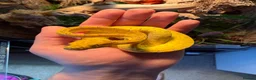 Python Snake reptiles for sale: Green tree python  - Advert 3