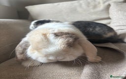 Mini Lop rabbits for sale: 2 x Mini lops with hutch  - Image 3