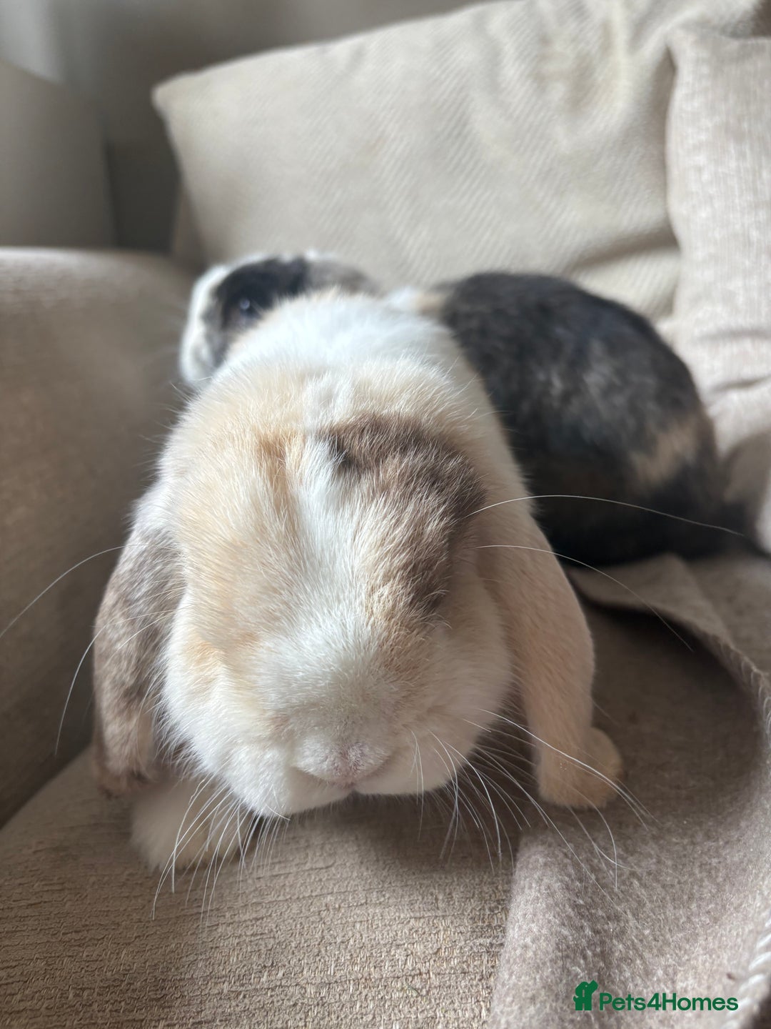 Mini Lop rabbits for sale: 2 x Mini lops with hutch  - Image 3