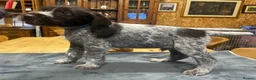 German Wirehaired Pointer dogs for sale: KC Registered German Wirehiared Pointer Pups - Advert 9