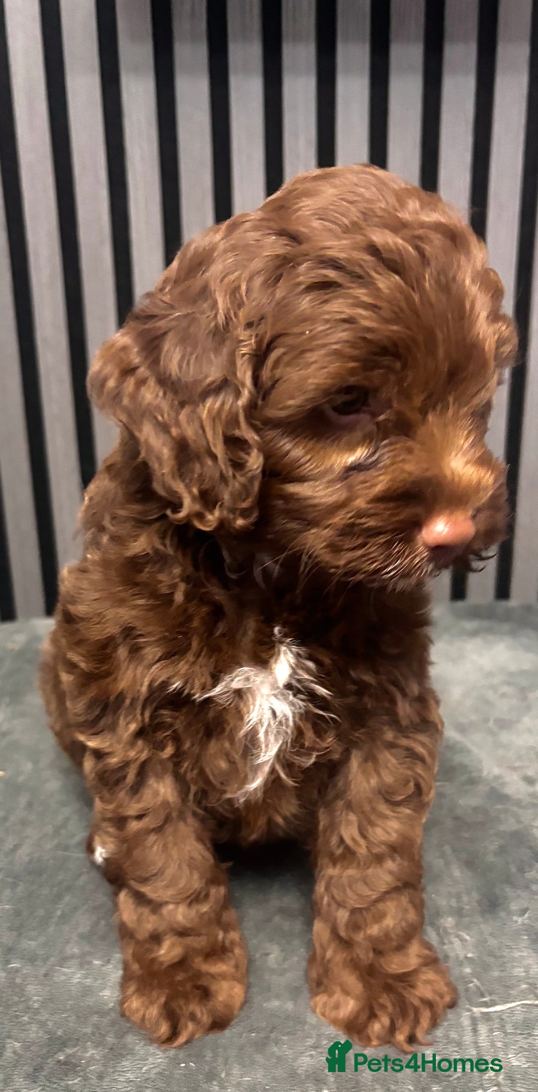 Cockapoo dogs for sale: Tanners gorgeous last puppy available  - Advert 1